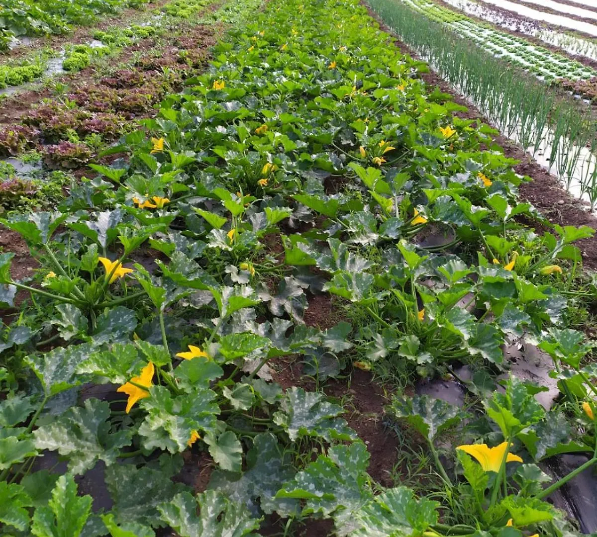 Gospodarstwo agroturystyczne Agriturismo Brusignone Besana in Brianza